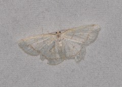 Protitame virginalis