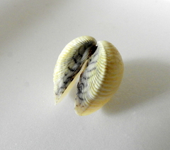 Anomalocardia flexuosa