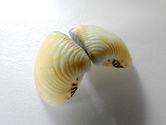 Anomalocardia flexuosa