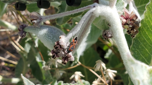 iNaturalist observation photo of Small Milkweed Bug