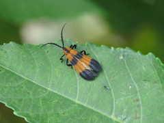 Calopteron reticulatum