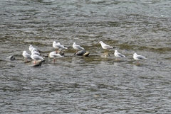 Chroicocephalus ridibundus