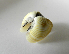 Anomalocardia flexuosa