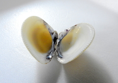 Anomalocardia flexuosa