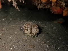 Sepioloidea lineolata