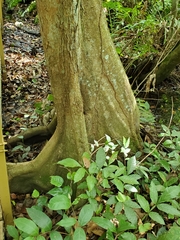 Pterocarpus officinalis