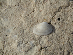 Ruditapes decussatus