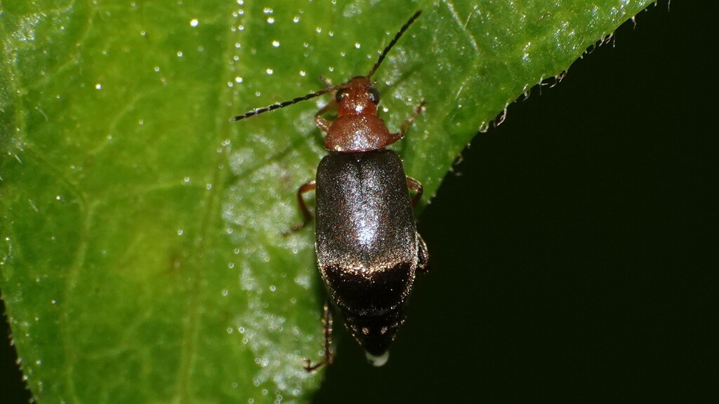 Hespera cavaleriei