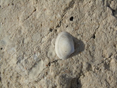 Ruditapes decussatus