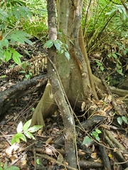 Pterocarpus officinalis