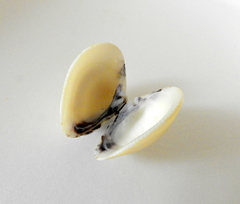 Anomalocardia flexuosa