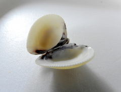 Anomalocardia flexuosa