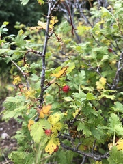Ribes montigenum