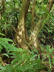 Pterocarpus officinalis