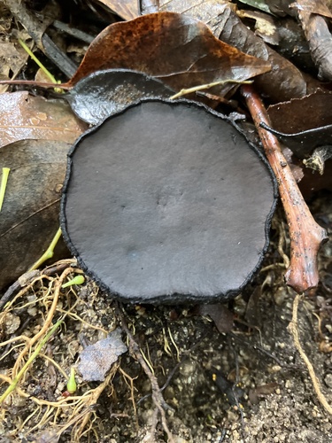 Trichaleurina tenuispora