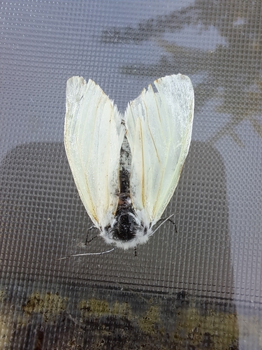 White Satin Moth, Capelle aan den IJssel, Mendelssohnstraat, 2901 GL Capelle aan den IJssel, Nederland, photo 8 of 10
