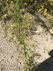 Erigeron canadensis