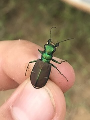Cicindela splendida