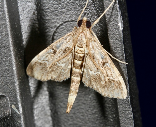 European Pepper Moth photo 4