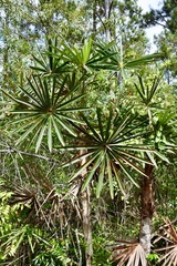 Coccothrinax
