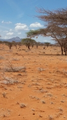 Struthio molybdophanes