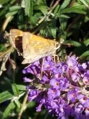Atalopedes campestris