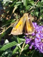 Atalopedes campestris