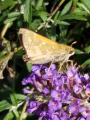 Atalopedes campestris