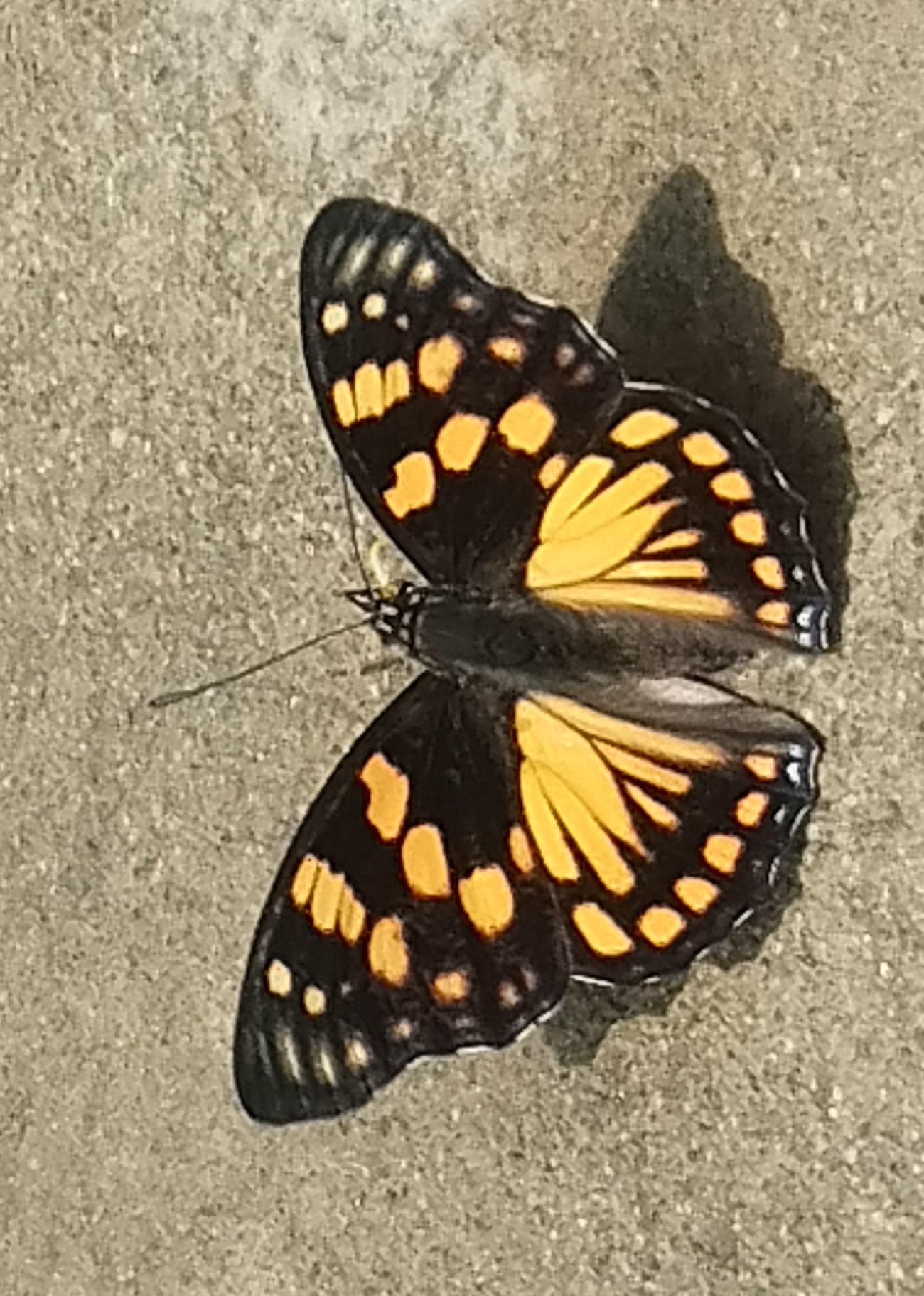 Orange-Spotted Courtier