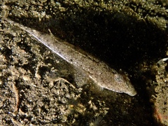 Goodlad's Dragonet photo 4