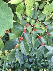 Lonicera maackii