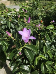 Cryptostegia