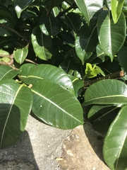 Cryptostegia