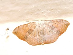 Somatina purpurascens