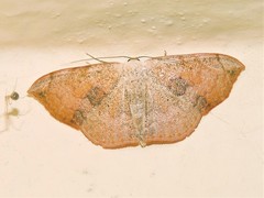 Somatina purpurascens