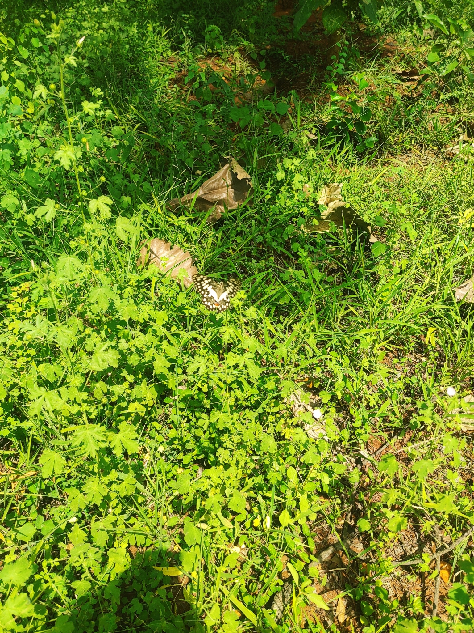 Lime Swallowtail