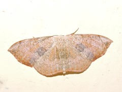 Somatina purpurascens