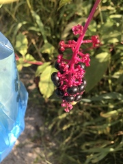 Phytolacca americana