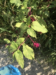 Phytolacca americana