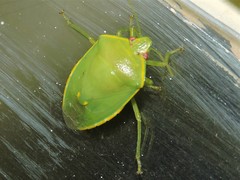 Glaucias