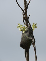 Funastrum pannosum