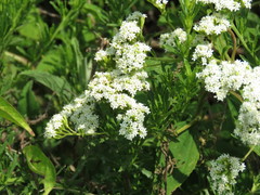 Stevia serrata