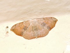 Somatina purpurascens