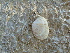 Ruditapes decussatus