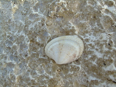 Ruditapes decussatus