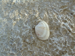 Ruditapes decussatus