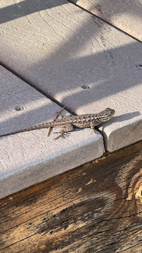 iNaturalist observation photo of Western Fence Lizard