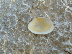 Ruditapes decussatus