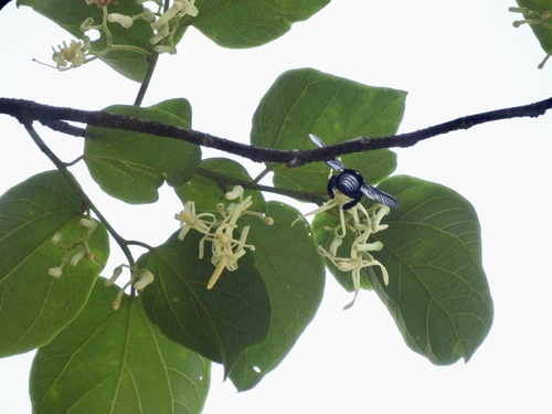 Alangium kurzii, photograph 5