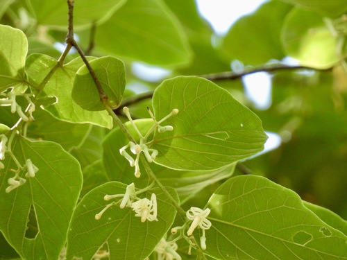 Alangium kurzii, photograph 1
